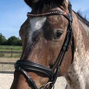 Knabstrupper Kildegårdens Sif - Himmelhest