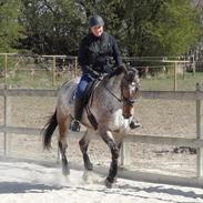 Knabstrupper Kildegårdens Sif - Himmelhest