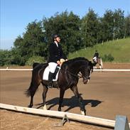 Dansk Varmblod Sean Connery agent 007