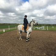 Arabisk fuldblod (OX) Ki kamara