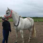 Arabisk fuldblod (OX) Ki kamara