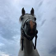 Arabisk fuldblod (OX) Ki kamara