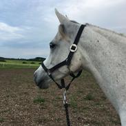 Arabisk fuldblod (OX) Ki kamara