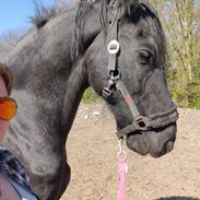 Frieser Sjouke van t' sonnis