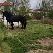 Frieser Sjouke van t' sonnis