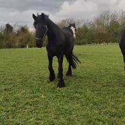 Frieser Sjouke van t' sonnis