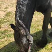 Frieser Sjouke van t' sonnis