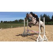 Knabstrupper Raleigh skrødstrup