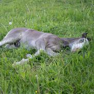 Shire Ørsted's Duke SOLGT