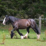 Irish Cob Crossbreed Darwins Genevieve