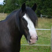 Irish Cob Crossbreed Darwins Genevieve