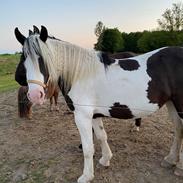 Tinker Nicole (Musse)