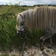 Shetlænder Skenekulls lille milton