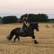 Irish Cob Crossbreed Darwins Genevieve