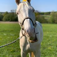 Palomino Østrupgaards Midnight Blue 