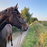 Dansk Varmblod Filipè vennekilde