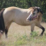 Welsh Cob (sec D) Chopins Cashmere