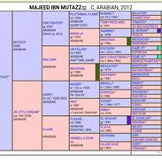 Arabisk fuldblod (OX) Majeed ibn Mutazz (Marley) 