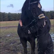 Anden særlig race Starlight