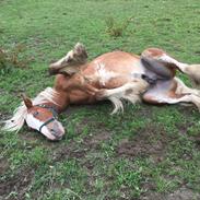 Irish Cob Bisgaards Harley