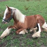 Irish Cob Bisgaards Harley