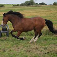 Welsh Pony af Cob-type (sec C) Flynn Rider