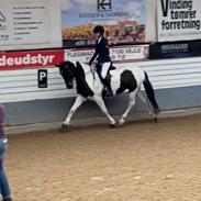 Barockpinto Halima af dorotheasminde