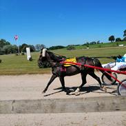 Welsh Pony (sec B) Barnhoeve's Claire 