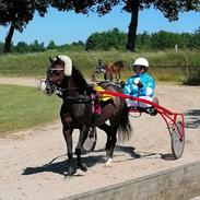 Welsh Pony (sec B) Barnhoeve's Claire 