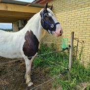 Barockpferd Stald Lodi, s Macoy. ??