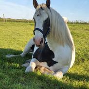 Barockpferd Stald Lodi, s Macoy. ??