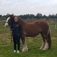 Irish Cob Meyers shelagh