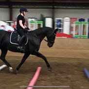 Hannoveraner Conquistador(Solgt)