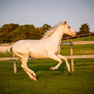Palomino Kjaergaards Optimus Prime