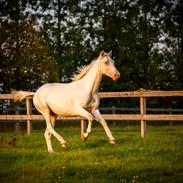 Palomino Kjaergaards Optimus Prime