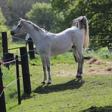 Arabisk fuldblod (OX) Khalil R.I.P. 01-12-2020 