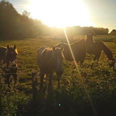 Arabisk fuldblod (OX) Shanzy bint sharifa ox *SOLGT*