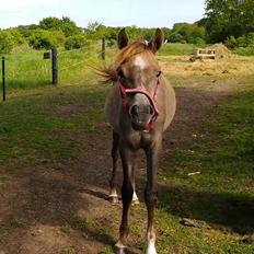 Arabisk fuldblod (OX) Shanzy bint sharifa ox *SOLGT*