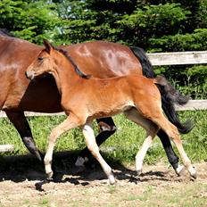 Tysk Oldenburger Bastbjergs Barbett (Baby)