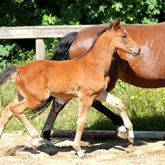 Tysk Oldenburger Bastbjergs Barbett (Baby)