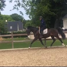 Dansk Varmblod Sean Connery agent 007