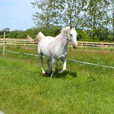 Anden særlig race Ricky