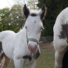 Irish Cob Stald Dalby's Sir Liam