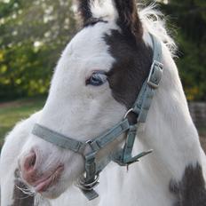 Irish Cob Stald Dalby's Sir Liam