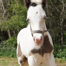 Irish Cob Stald Dalby's Sir Liam