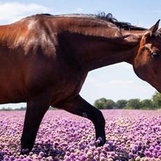 Dansk Varmblod JUCCA