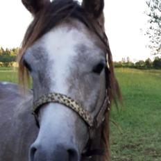 Arabisk fuldblod (OX) WA Electra