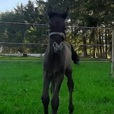 Shagya Araber (SH) Østergaards Amir D'Luxe 