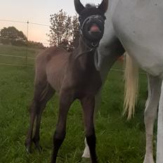 Shagya Araber (SH) Østergaards Amir D'Luxe 