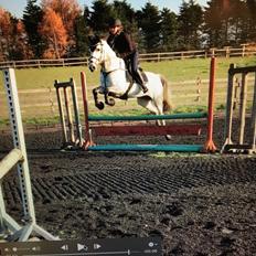 Dansk Varmblod Cover Girl PL